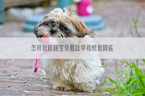 怎样给腊肠宝贝剪趾甲和修剪脚底毛？
