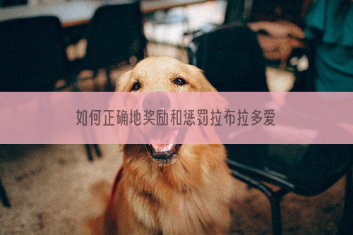 如何正确地奖励和惩罚拉布拉多爱犬？