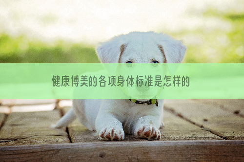 健康博美的各项身体标准是怎样的？
