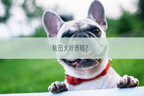 秋田犬好养吗？