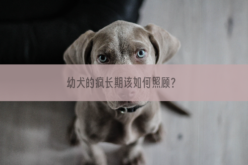 幼犬的疯长期该如何照顾？
