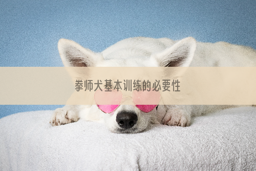 拳师犬基本训练的必要性