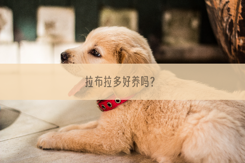 拉布拉多好养吗？