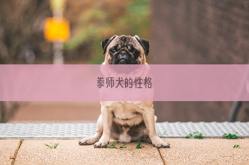 拳师犬的性格