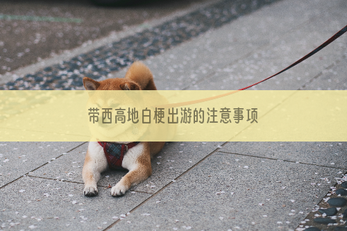 带西高地白梗出游的注意事项