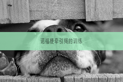 诺福梗牵引绳的训练