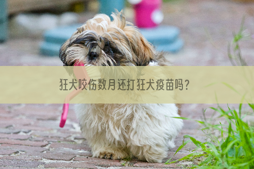 狂犬咬伤数月还打狂犬疫苗吗？