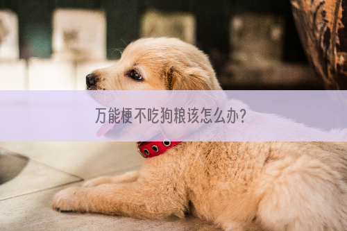 万能梗不吃狗粮该怎么办？