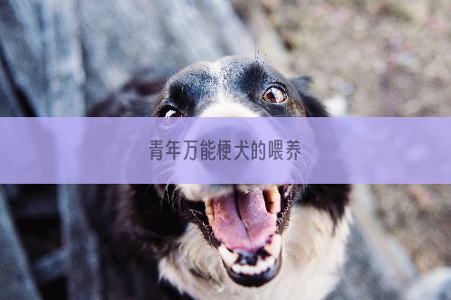 青年万能梗犬的喂养