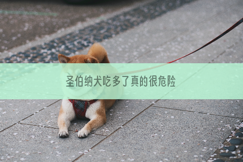 圣伯纳犬吃多了真的很危险