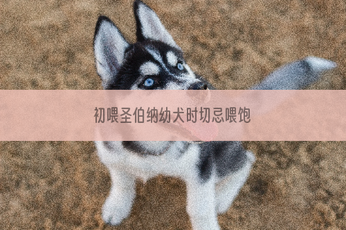 初喂圣伯纳幼犬时切忌喂饱