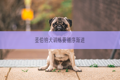 圣伯纳犬训练要循序渐进