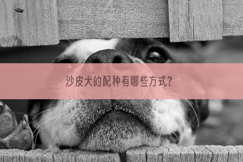 沙皮犬的配种有哪些方式？