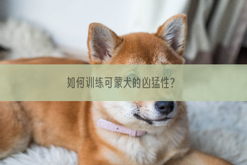 如何训练可蒙犬的凶猛性？