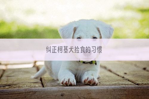 纠正柯基犬捡食的习惯