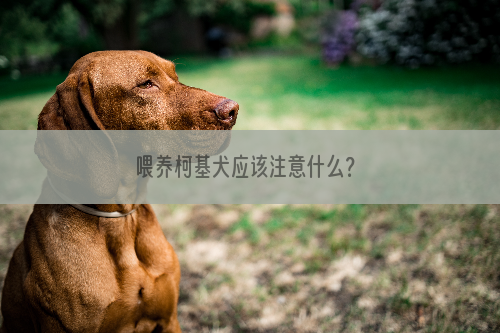 喂养柯基犬应该注意什么？