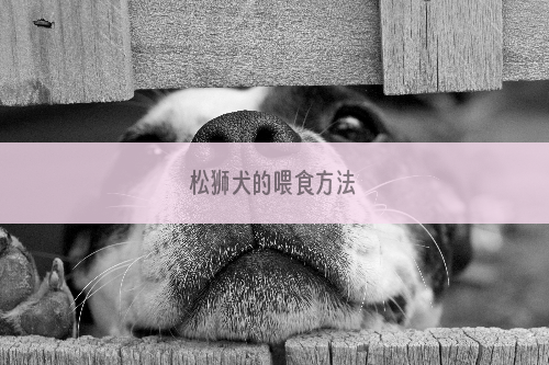 松狮犬的喂食方法