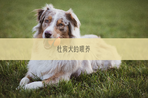 杜宾犬的喂养