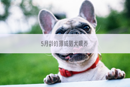 5月龄的挪威猎犬喂养