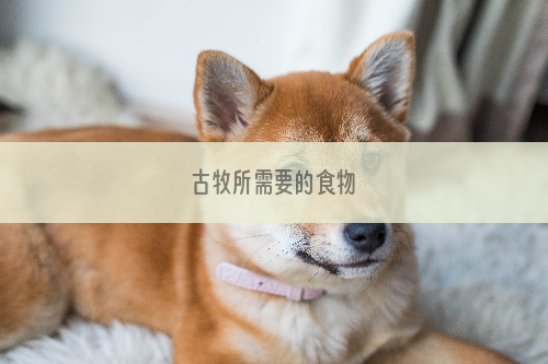 古牧所需要的食物
