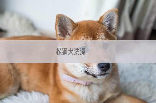 松狮犬洗澡 　　