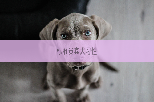 标准贵宾犬习性