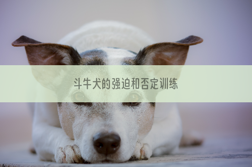 斗牛犬的强迫和否定训练