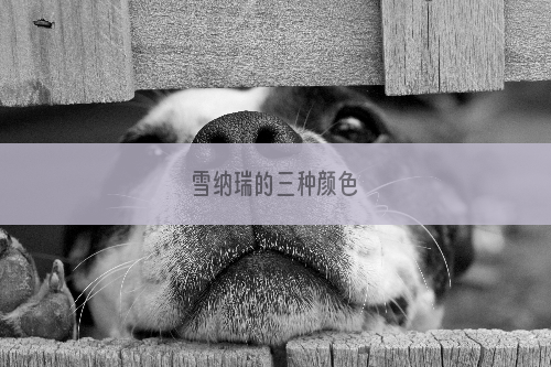 雪纳瑞的三种颜色