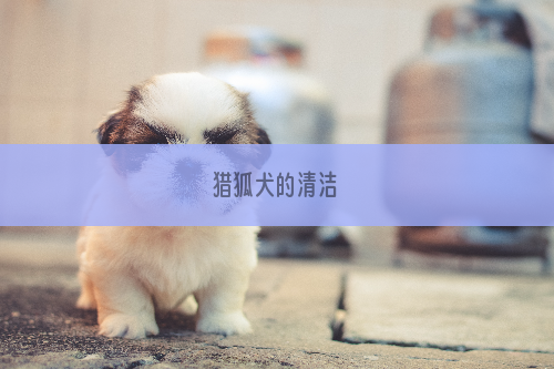猎狐犬的清洁