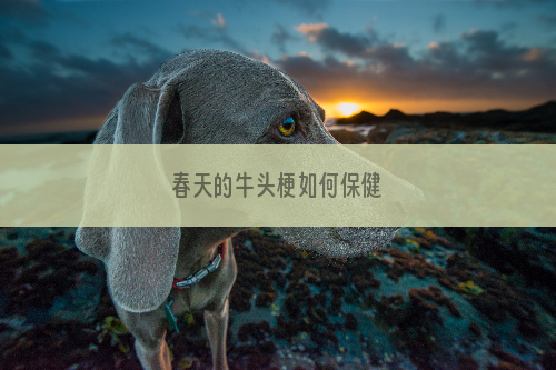 春天的牛头梗如何保健