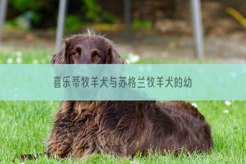 喜乐蒂牧羊犬与苏格兰牧羊犬的幼犬区分