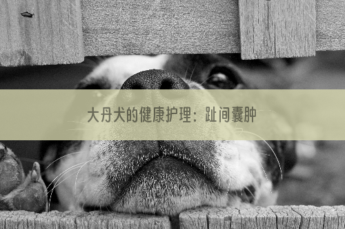 大丹犬的健康护理：趾间囊肿