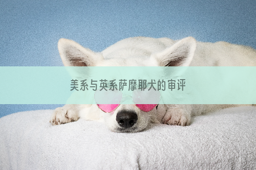 美系与英系萨摩耶犬的审评