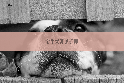 金毛犬常见护理