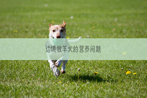 边境牧羊犬的营养问题
