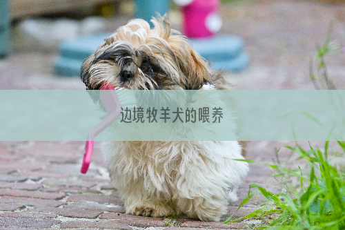 边境牧羊犬的喂养