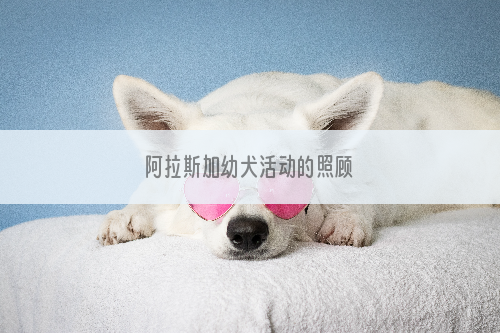 阿拉斯加幼犬活动的照顾