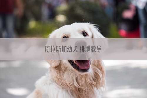 阿拉斯加幼犬 排泄教导