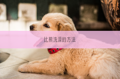 比熊洗澡的方法