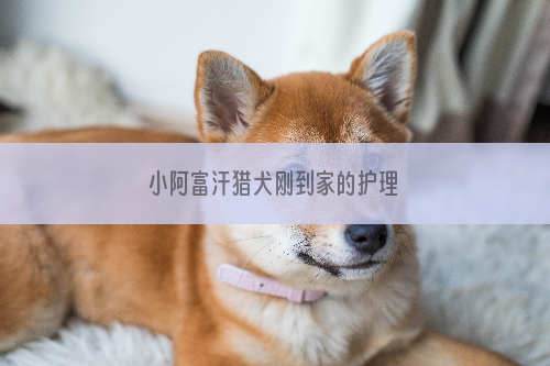 小阿富汗猎犬刚到家的护理