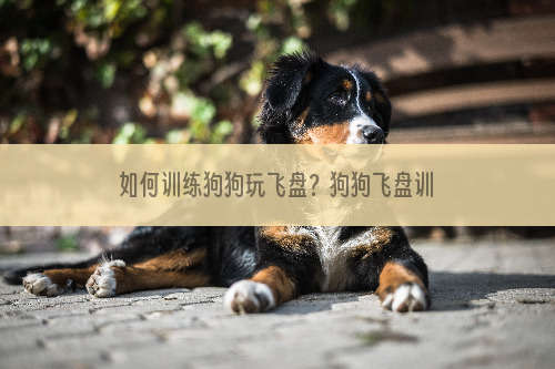 如何训练狗狗玩飞盘？狗狗飞盘训练技巧 