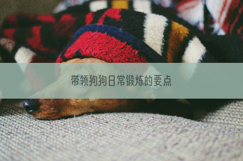 带领狗狗日常锻炼的要点