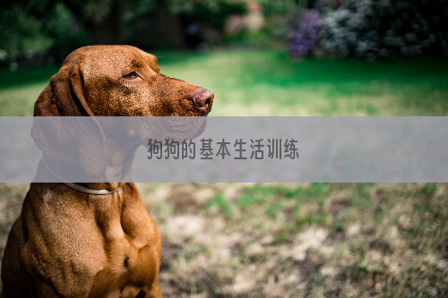 狗狗的基本生活训练
