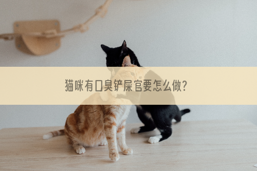 猫咪有口臭铲屎官要怎么做？