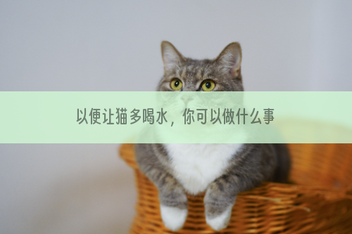 以便让猫多喝水，你可以做什么事？