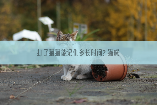 打了猫猫能记仇多长时间? 猫咪思想确实比较简单了!