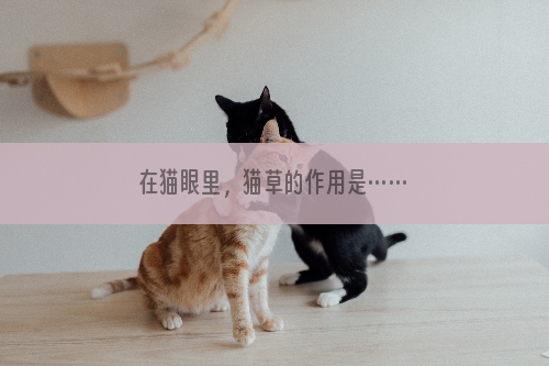 在猫眼里，猫草的作用是……