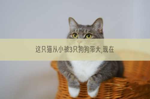 这只猫从小被3只狗狗带大,现在竟然变成了这样...
