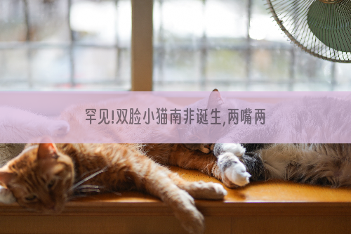 罕见!双脸小猫南非诞生,两嘴两鼻三只眼睛
