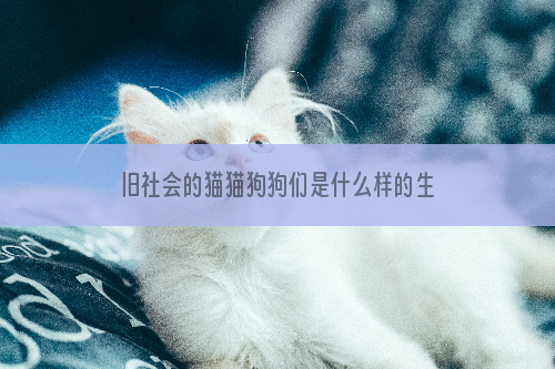 旧社会的猫猫狗狗们是什么样的生活